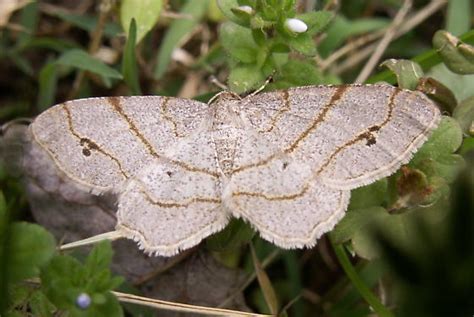 Four Spotted Angle Moth Hodges Trigrammia Quadrinotaria