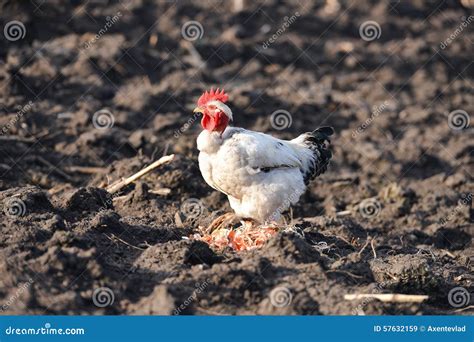 Naked Neck Rooster On Farm Yard Stock Image Image Of Food Beak