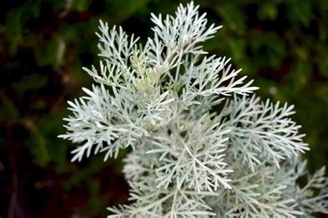 Four Artemisia Varieties For Silver Planting Schemes Herbidacious