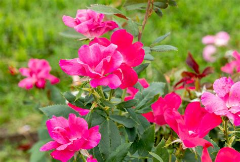 Knock Out Roses: How to Grow and Care for All Types