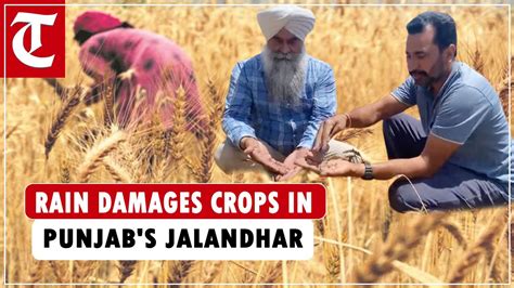 Punjab Untimely Rains Damage Crops In Jalandhar Farmers Demand