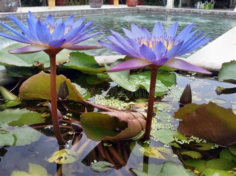 Pink water lily in pond stock image. Image of floral - 133949883