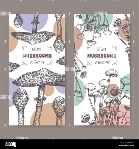 Two labels with Macrolepiota procera aka parasol mushroom and ...