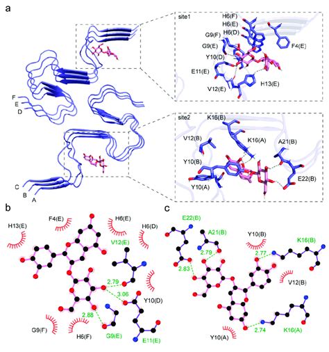 The interaction between Cy 3G and the Aβ fibril a The two binding