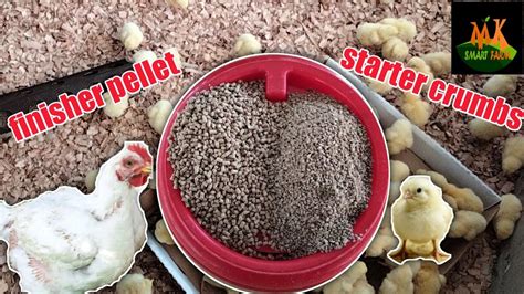 Broiler Feeding Guide When To Change From Starter Crumbs Grower To