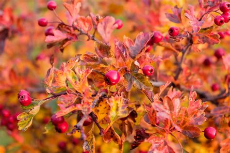 Crataegus Monogyna Tree Hillier Trees