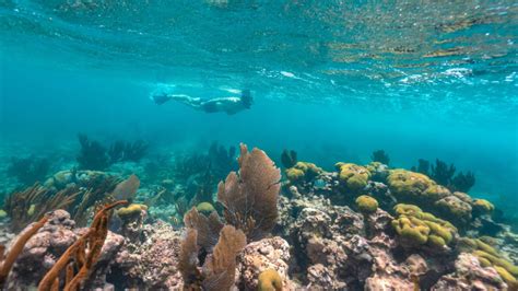 Best Caribbean Islands For Snorkeling - Easy Travel Dude