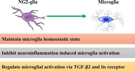 NG2glia Crosstalk With Microglia In Health And Disease Zhang 2022