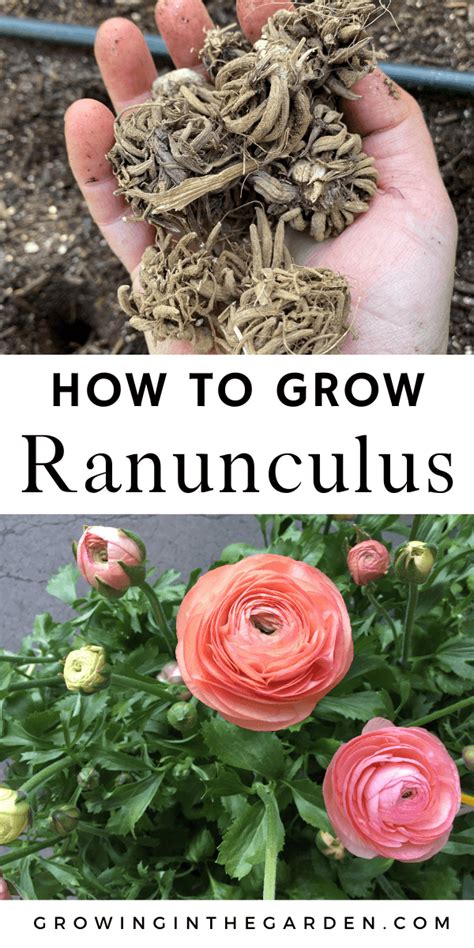 How To Grow Ranunculus Artofit