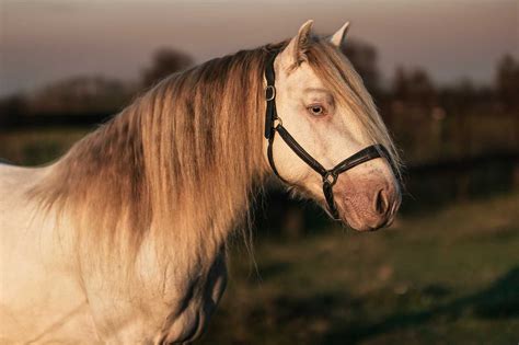 Klaczka Gypsy Cob Witkowice Olx Pl