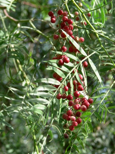 Peruvian Pepper Tree San Nicolas Island Weeds Naturalista Mexico