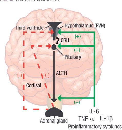 Figure 2 From Neuroendocrine And Neurophysiological Effects Of