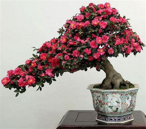 Bonsai Japanese Camellia