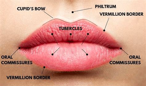 Lip Anatomy Hampson Training Academy