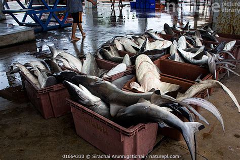 Stock Photo Of Requiem Sharks Carcharhinidae Including Tiger Sharks