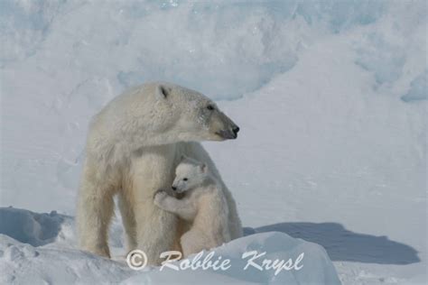 Wildlife Photography Competition - Brentwood College School