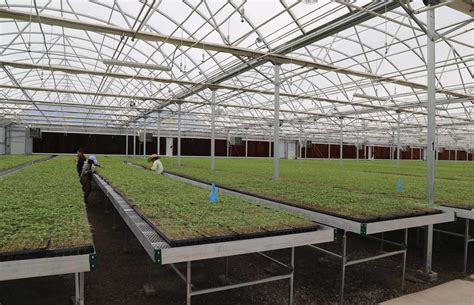 Commercial Greenhouse Benches Rolling Benches And Automated Mobile