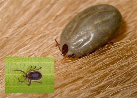 How To Avoid Ticks While Hiking In Ticks Deer Ticks Tick Fever