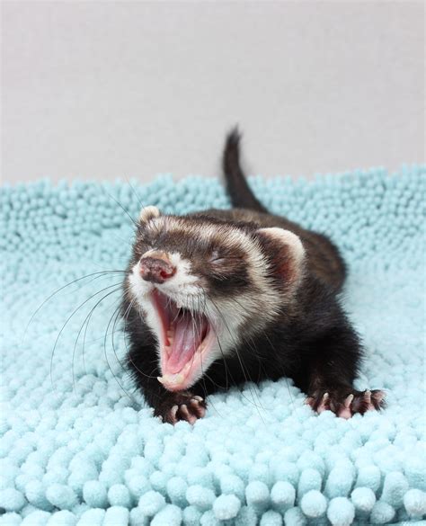 Top 10 Most Common Household Pets at Frank Duke blog