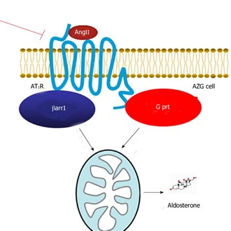 Angiotensin Ii Type 1 Receptor And Aldosterone Production Schematic