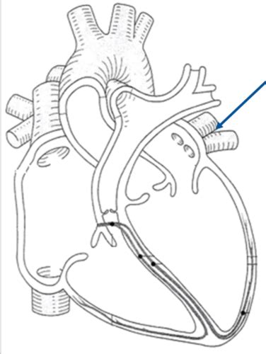 Human Physio Cardio And Lymph Flashcards Quizlet