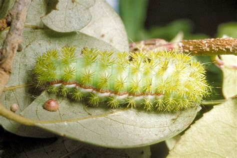 Common Caterpillars — Texas Insect Identification Tools