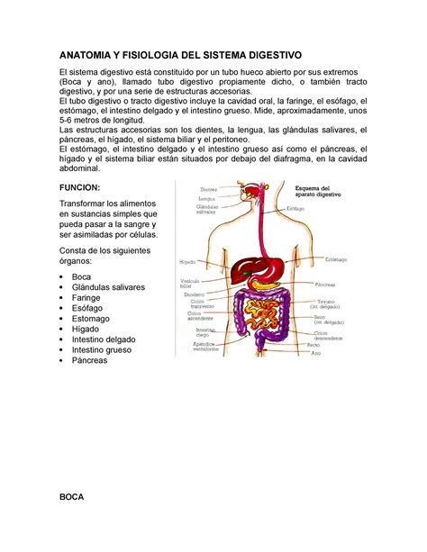 Anatomia Y Fisiologia Del Sistema Digestivo Anatomia Y Fisiologia Del