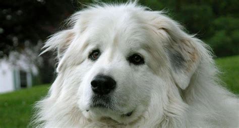 Great Pyrenees Adoption Listings – Pet Rehoming Network