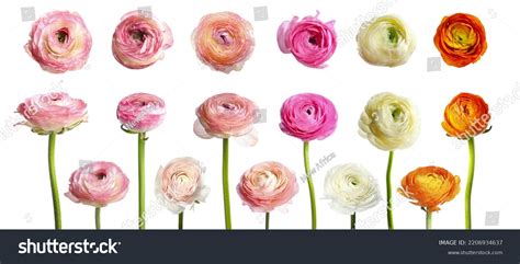 94,839 Ranunculus Images, Stock Photos, 3D objects, & Vectors ...