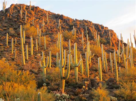 Arizona Geology: A white new year's in the Tucson Mountains