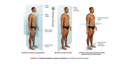 Solution Planos Y Movimientos Anatomicos Studypool