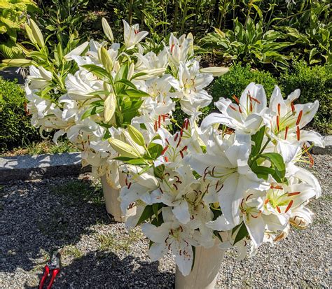 Asiatic Lily Lovely Ladies