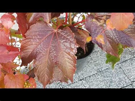 Winobluszcz trójklapowy Veitchii Parthenocissus tricuspidata