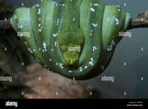 Green Tree Python Morelia Viridis Stock Photo Alamy