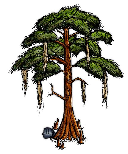 Swamp Cypress Tree Drawing