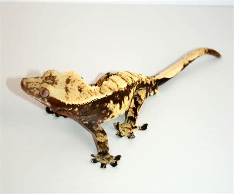 How To Breed Crested Geckos - Reptiles Magazine