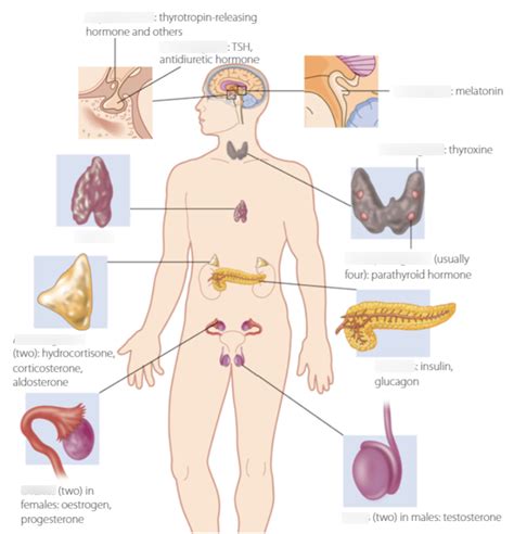 Homeostasis The Endocrine System Diagram Quizlet