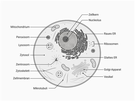 Organell DocCheck Flexikon