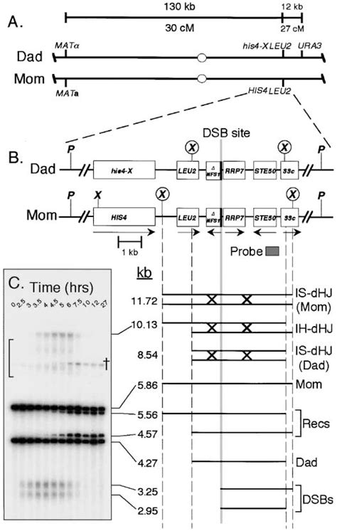 Figure From The Single End Invasion An Asymmetric Intermediate At The