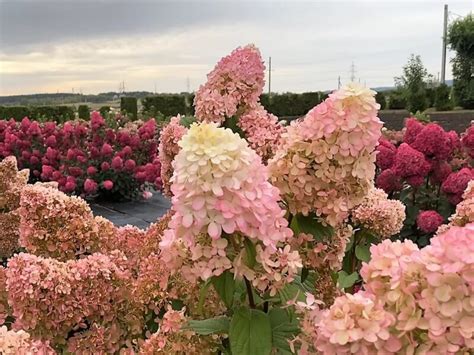 Купить Гортензия Диамантино (Diamantino) — АС-Клематис