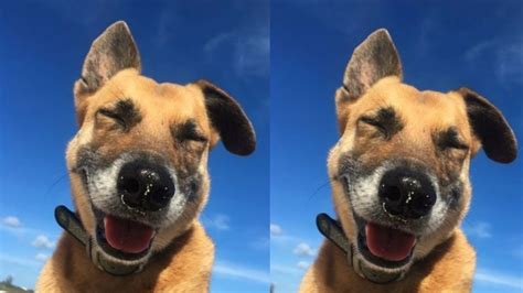 Cachorrinho cego e surdo vira guia turístico em praia assista