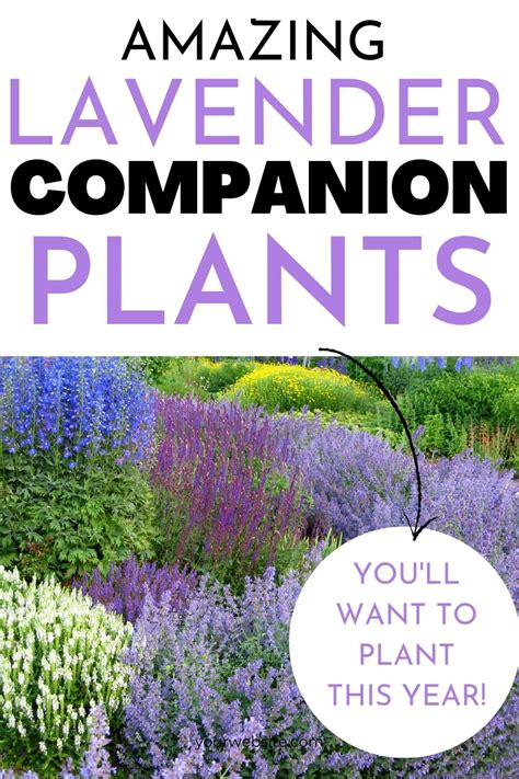 Lavender Companion Plants For A Beautiful Garden Sunny Home Gardens