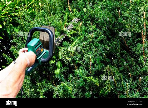 Topiary Vogel Fotos Und Bildmaterial In Hoher Aufl Sung Alamy