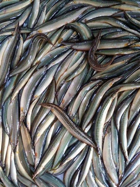 Popular Fishes In Odisha - Odia Khana Khazana