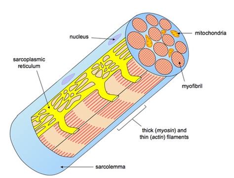 Labeled Diagram Of A Muscle Cell Muscles Diagrams Diagram O