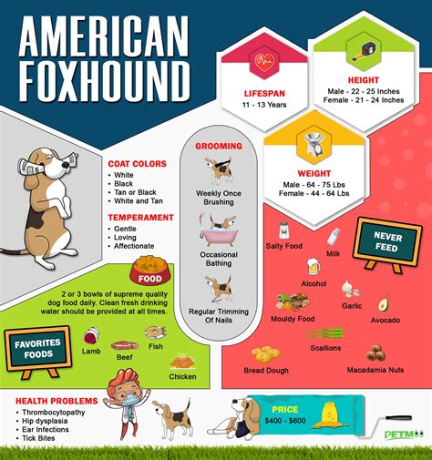 American Foxhound – Dog Breed Information Of The Hunting Companion - Petmoo