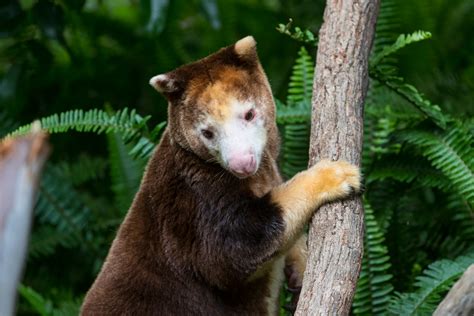 Species Spotlight: Matschie’s Tree Kangaroo — an Elusive, Arboreal ...