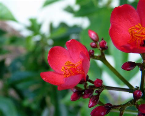 My Florida Backyard: Flowers are Red