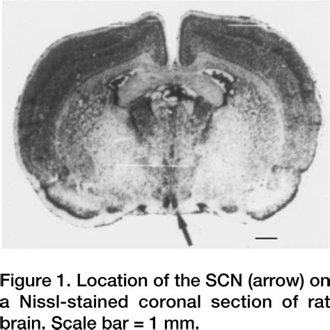 Suprachiasmatic Nucleus Current Biology