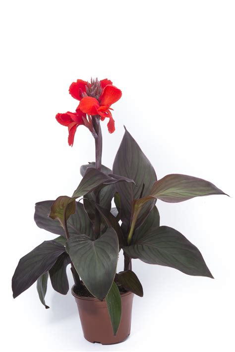 Canna Generalis Cannova Bronze Scarlet F Muller Seeds